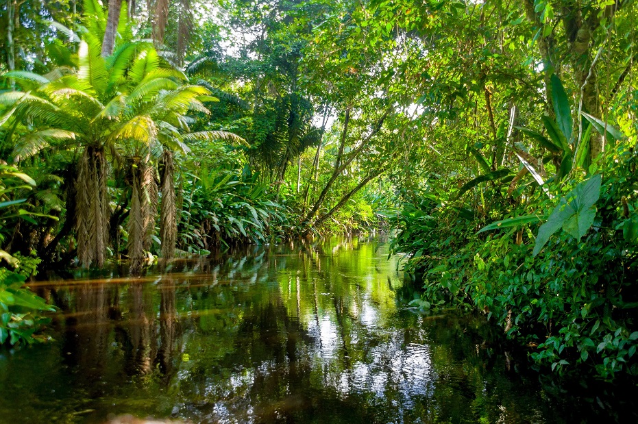 Amazon - Rainforest